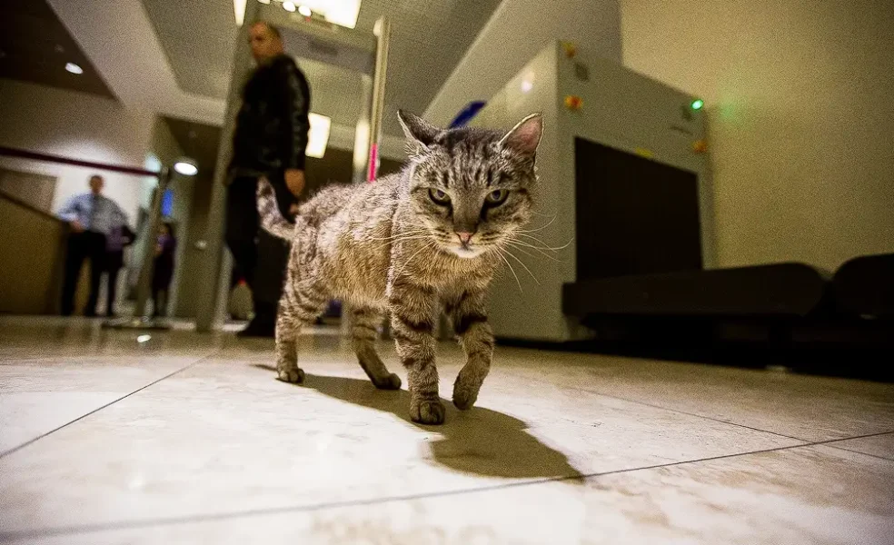 Кошка Матроска прошла медосмотр