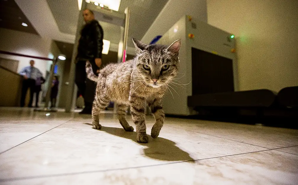 Кошка Матроска прошла медосмотр